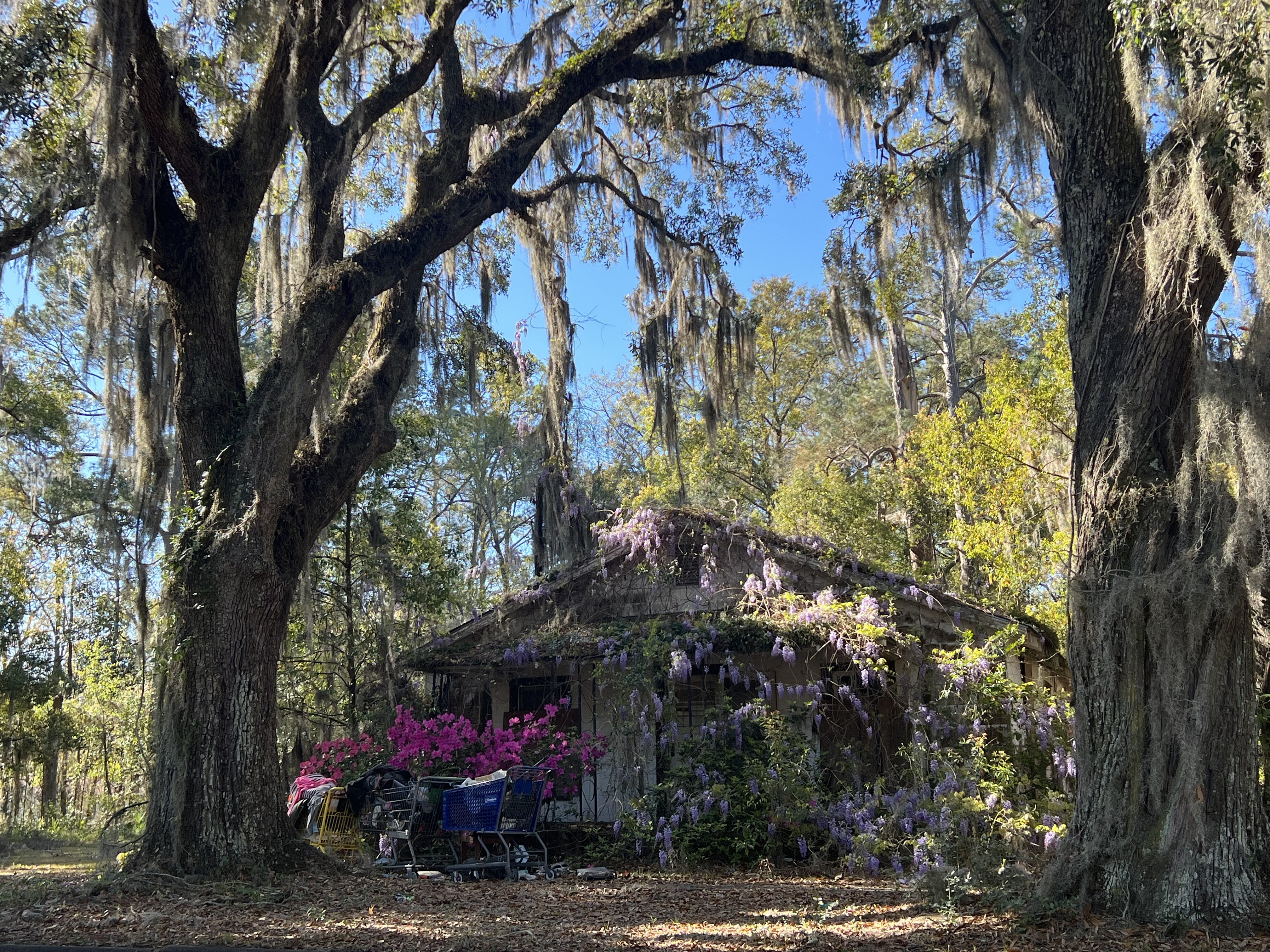 photo of an old condemned house with shopping carts out front alongside azaleas and wisteria, surrounded by trees and spanish moss
