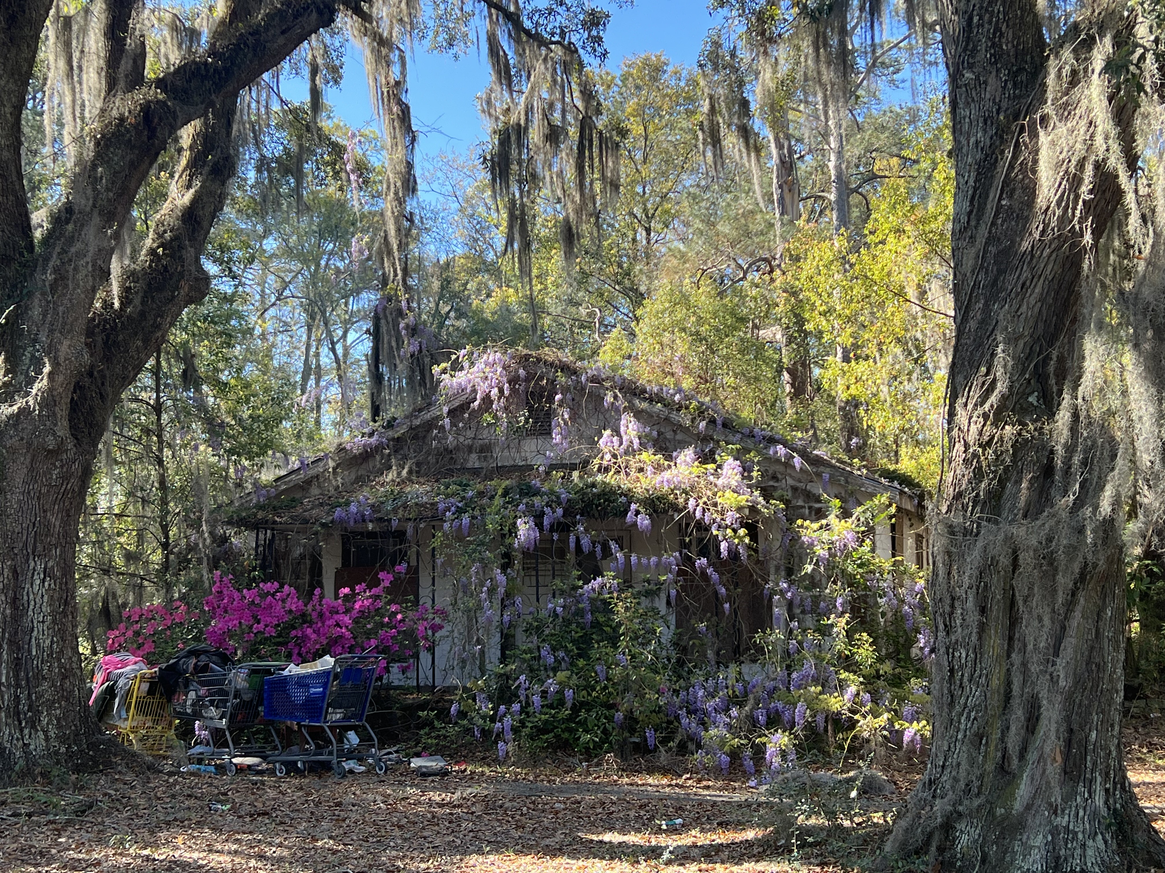 photo of an old condemned house with shopping carts out front alongside azaleas and wisteria, surrounded by trees and spanish moss